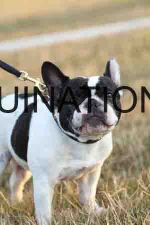 DOG-1108