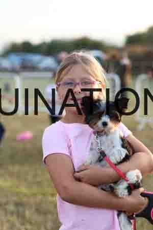 DOG-1111