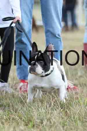 DOG-1123
