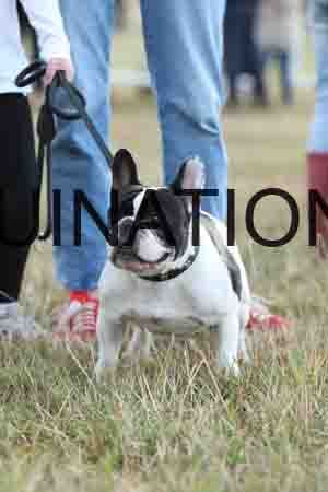 DOG-1124