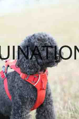 DOG-1140
