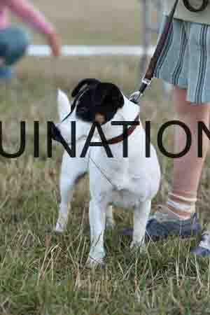 DOG-1145