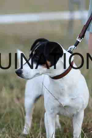 DOG-1146