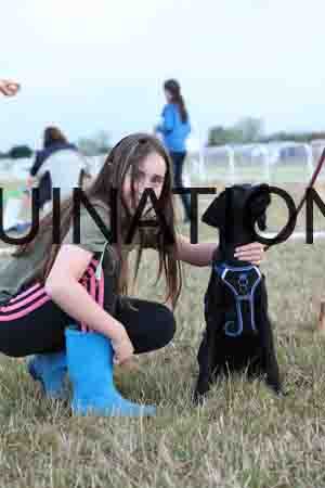 DOG-1154