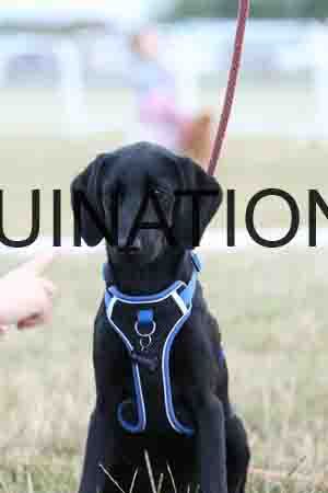 DOG-1156