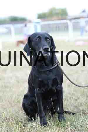 DOG-1164