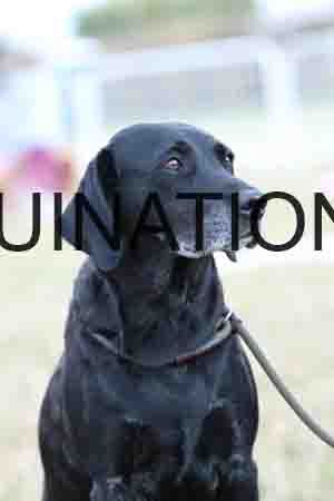 DOG-1165