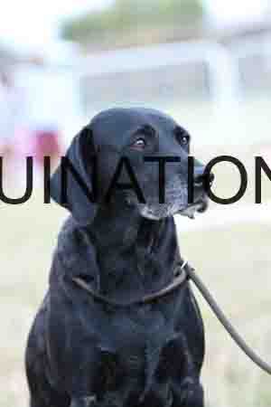 DOG-1166