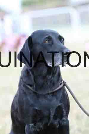 DOG-1167