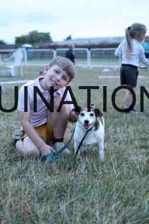 DOG-1182