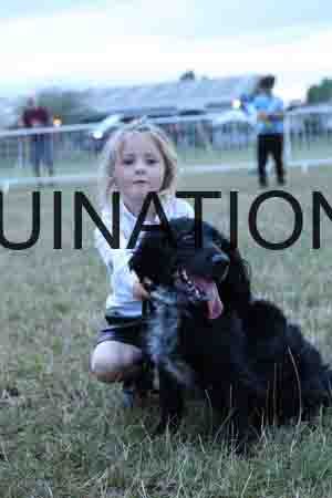 DOG-1184