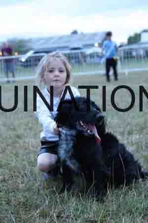 DOG-1185
