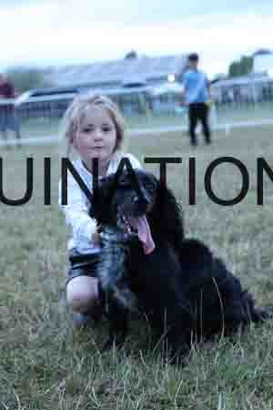 DOG-1186