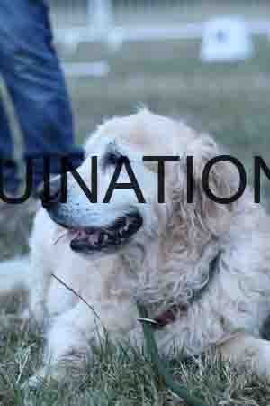 DOG-1189