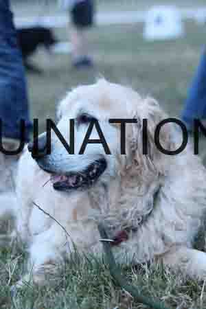 DOG-1190