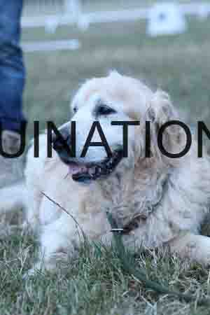 DOG-1191