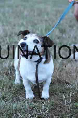 DOG-1192