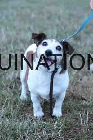 DOG-1193