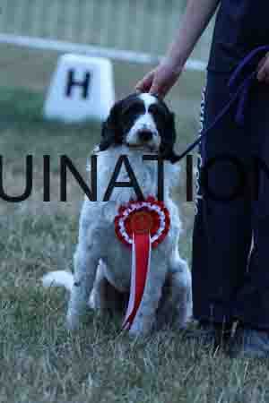 DOG-1195