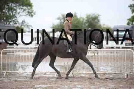 DVC-1951