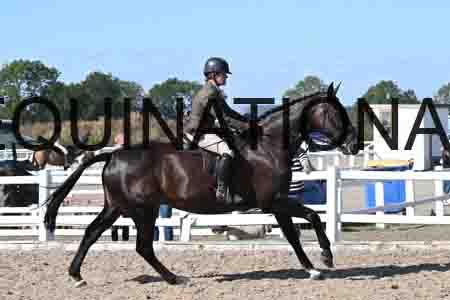AHE-2013