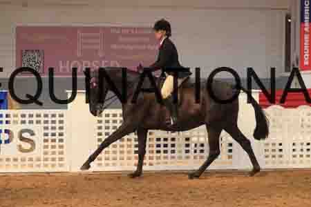 ARD-1748