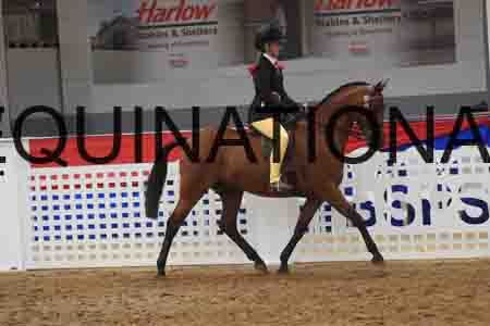 ARD-2206