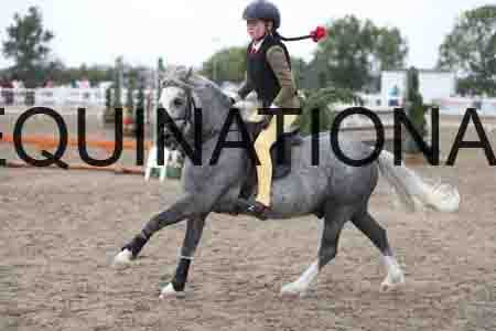 LIZ-1590