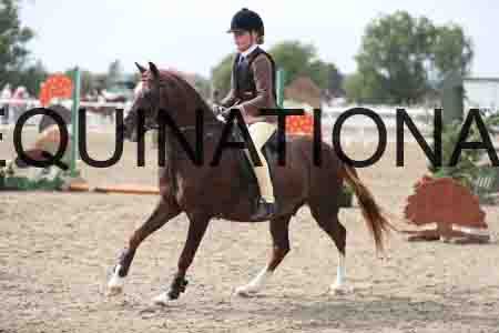 LIZ-1611
