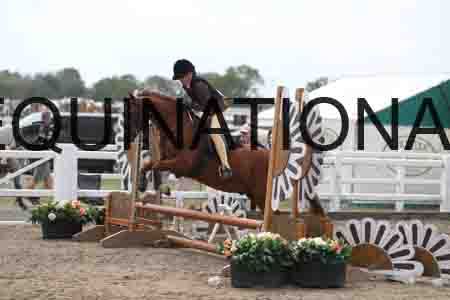LIZ-1612