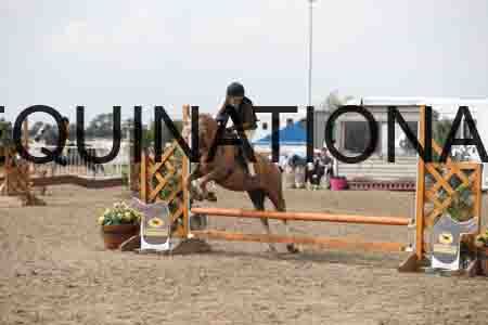 LIZ-1662