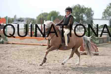 LIZ-1664