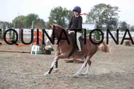 LIZ-1677