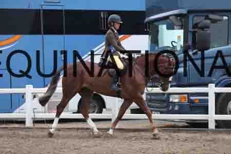 LIZ-1301