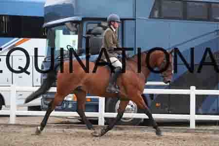 LIZ-1307