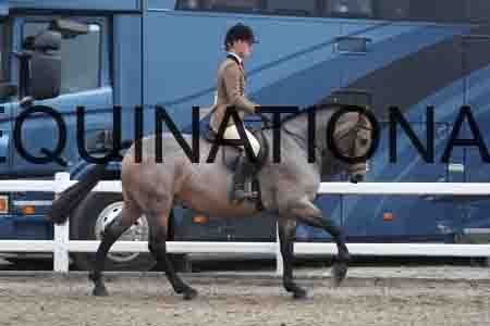 LIZ-1309
