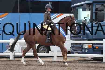 LIZ-1351