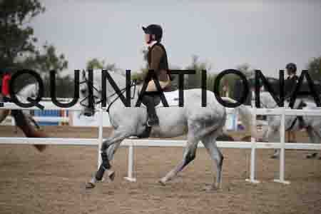 CHA-1338