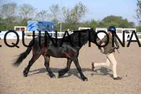LOT-1062