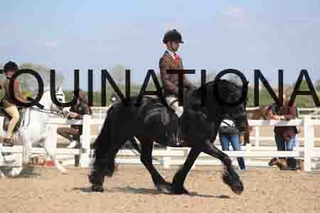 LOT-1701