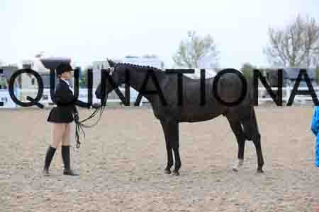 LOT-2334