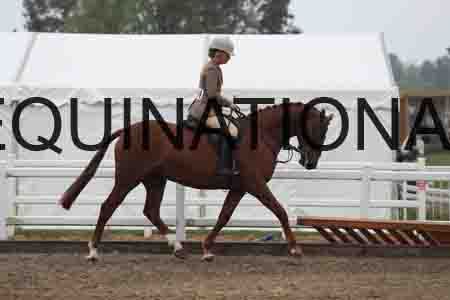 STJ-3101