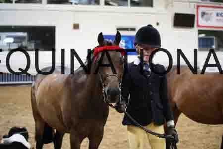 YST-2199