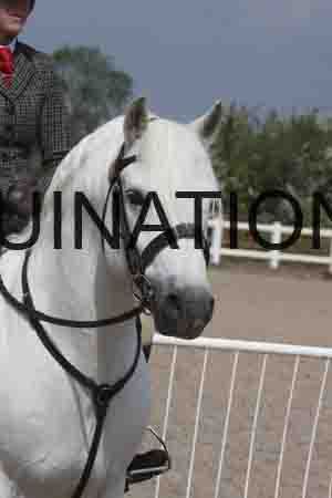 ORT-1484