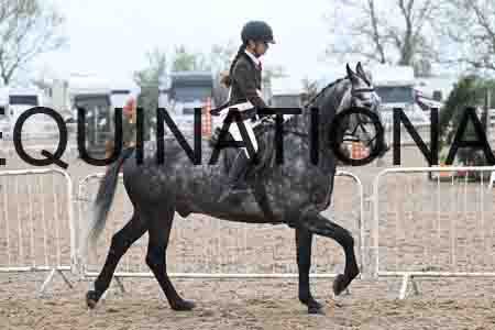 ORT-1216