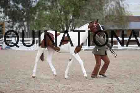 HAP-1999