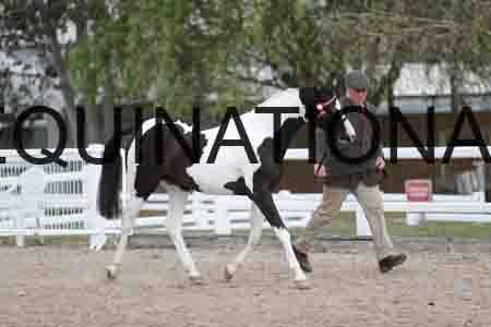 HAP-2080