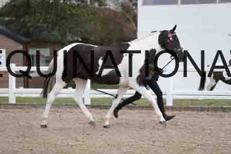 HAP-2111