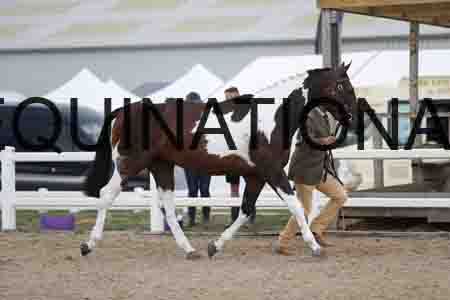 FLB-2199