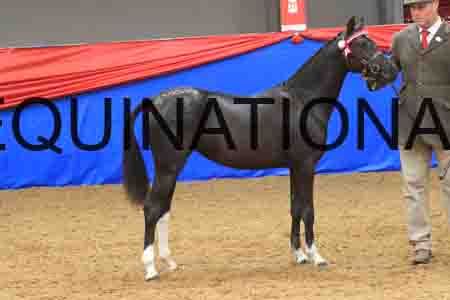 OVE-064